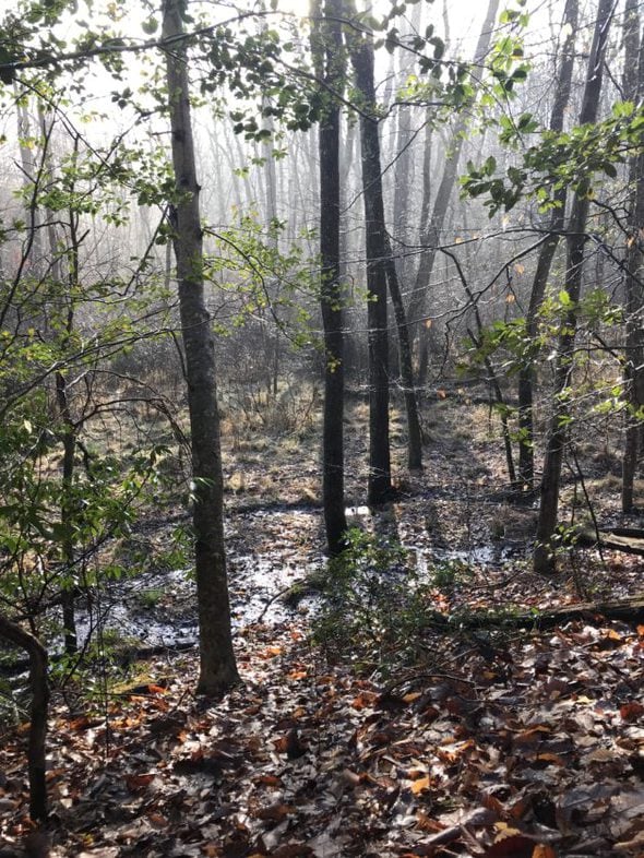 Morning light shining through trees in the woods.