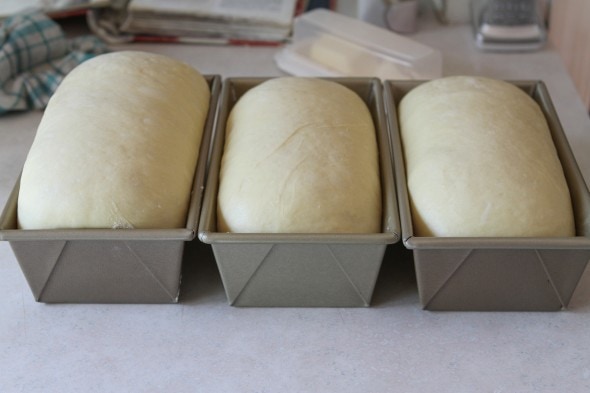 risen egg bread loaves