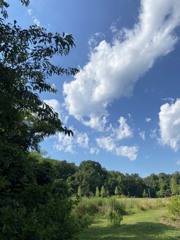 a field under a blue sky.