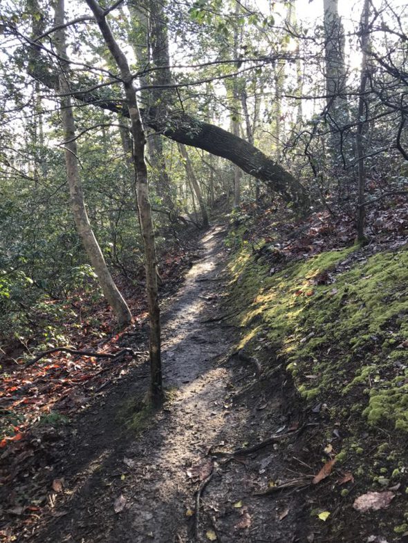 A path in the woods.